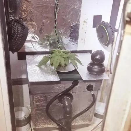 Purple Lemon Auto hydroponic grow