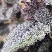 Purple Lemonade Auto hydroponic grow