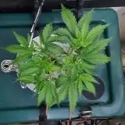 Gorilla Cookies Auto - DWC