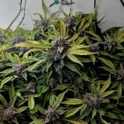 Purple Lemonade Auto hydroponic grow