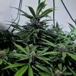 Purple Lemonade Auto hydroponic grow