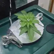 Gorilla Cookies Auto - DWC