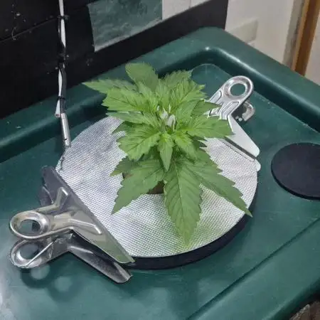 Gorilla Cookies Auto - DWC