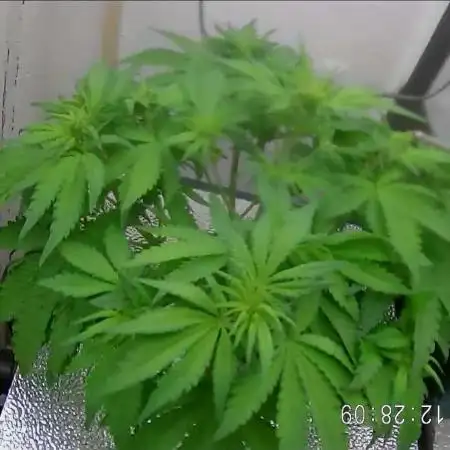 Purple Lemon Auto hydroponic grow