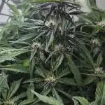 Purple Lemon Auto hydroponic grow