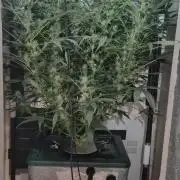 Gorilla Cookies Auto - DWC