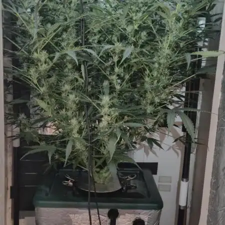 Gorilla Cookies Auto - DWC