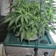 Gorilla Cookies Auto - DWC