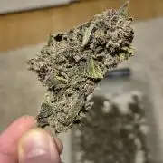 Purple Lemonade Auto hydroponic grow