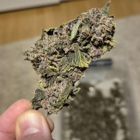 Purple Lemonade Auto hydroponic grow