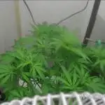 Purple Lemon Auto hydroponic grow