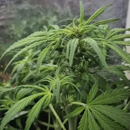 Purple Lemon Auto hydroponic grow