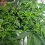 Gorilla Cookies Auto - DWC