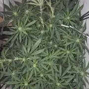 Gorilla Cookies Auto - DWC