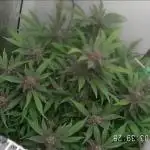 Purple Lemonade Auto hydroponic grow