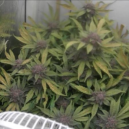 Purple Lemonade Auto hydroponic grow