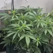 Gorilla Cookies Auto - DWC