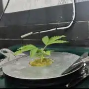 Gorilla Cookies Auto - DWC