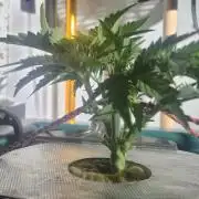 Gorilla Cookies Auto - DWC