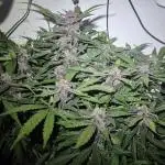 Purple Lemonade Auto hydroponic grow