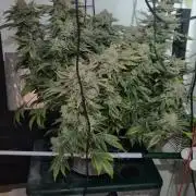 Mimosa X Orange Punch DWC second attempt