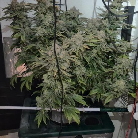 Mimosa X Orange Punch DWC second attempt