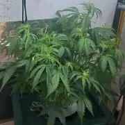 Gorilla Cookies Auto - DWC