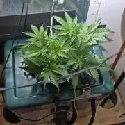 Gorilla Cookies Auto - DWC