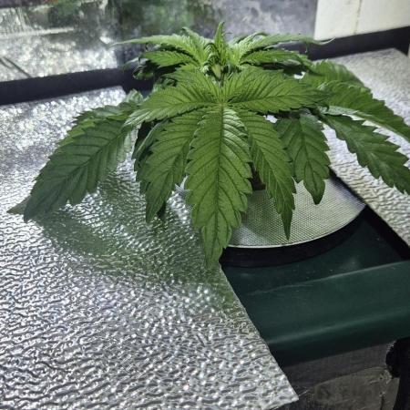 Purple Lemon Auto hydroponic grow