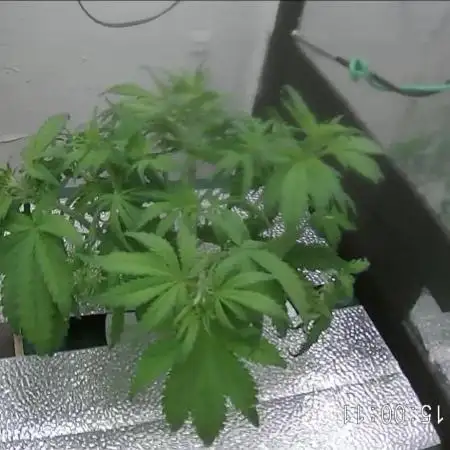 Purple Lemon Auto hydroponic grow