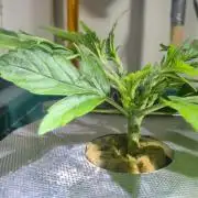 Gorilla Cookies Auto - DWC