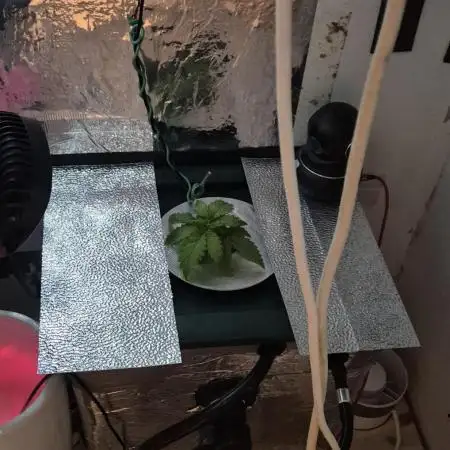Purple Lemon Auto hydroponic grow