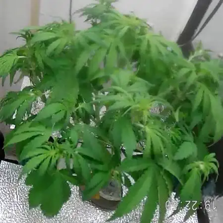 Purple Lemon Auto hydroponic grow