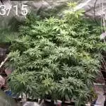 White widow