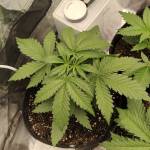 Gorrila zkittlez auto 420 FB