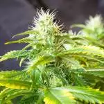 FastBerry and Chemdog (150w HID)