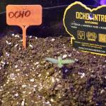 Anko from Georgian SeedBank