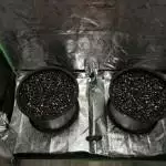 NUMO Grow Club Jenai's Diary