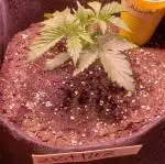 Zkittlez Auto Fast Buds Organic grow
