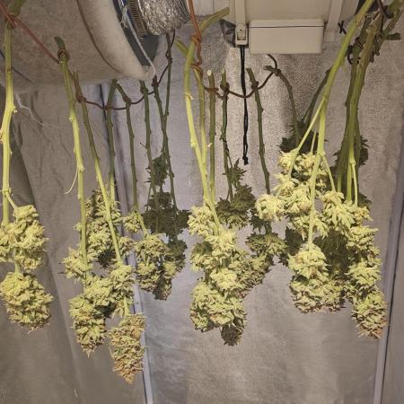 Tiny tent - SCROG & Main-Folding