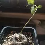 Fast OG