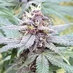 Blood Diamond OG Auto