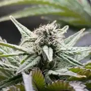 🐻‍❄️Panda vs Gorilla 🦍