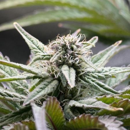 🐻‍❄️Panda vs Gorilla 🦍