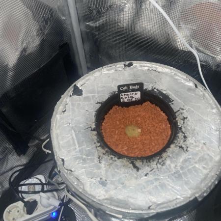 Cherry Cola RF3