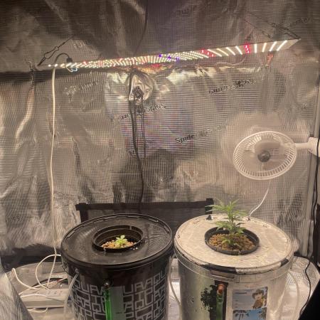 Mint Jelly & Jelly Donutz