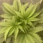 🐻‍❄️Panda vs Gorilla 🦍