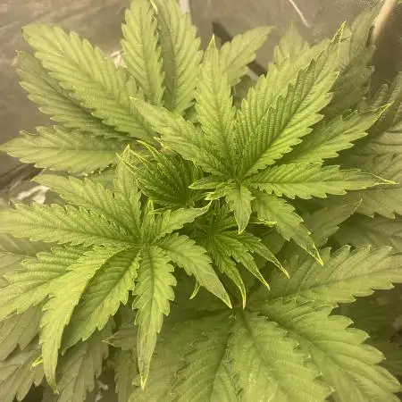 🐻‍❄️Panda vs Gorilla 🦍