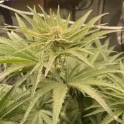 🐻‍❄️Panda vs Gorilla 🦍