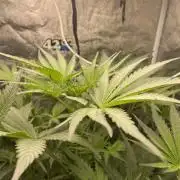 🐻‍❄️Panda vs Gorilla 🦍